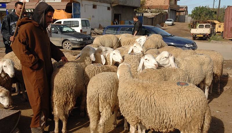 حملة مراقبة طبية للأغنام بالأسواق خوفا من عدوى مرض الجذري في البويرة