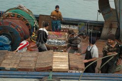 أسعار السردين تهوي إلى 350 دينار في العاصمة و200 دينار بجيجل