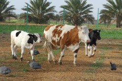 سياسة وزارة الفلاحة فشلت.. وهناك أبقار نفقــــت بعـــد تلقيحهـــا