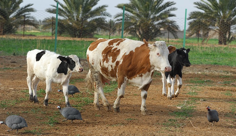 سياسة وزارة الفلاحة فشلت.. وهناك أبقار نفقــــت بعـــد تلقيحهـــا