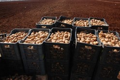 أزمة بطاطا مرتقبة في الجزائر شهر أفريل المقبل