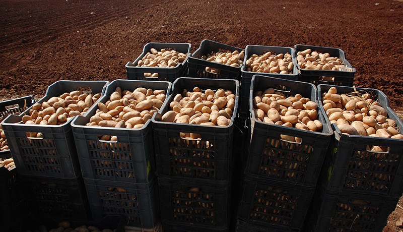 أزمة بطاطا مرتقبة في الجزائر شهر أفريل المقبل