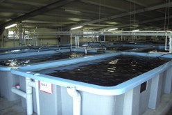 قروض بدون فوائد للإستثمار في تربية المائيات