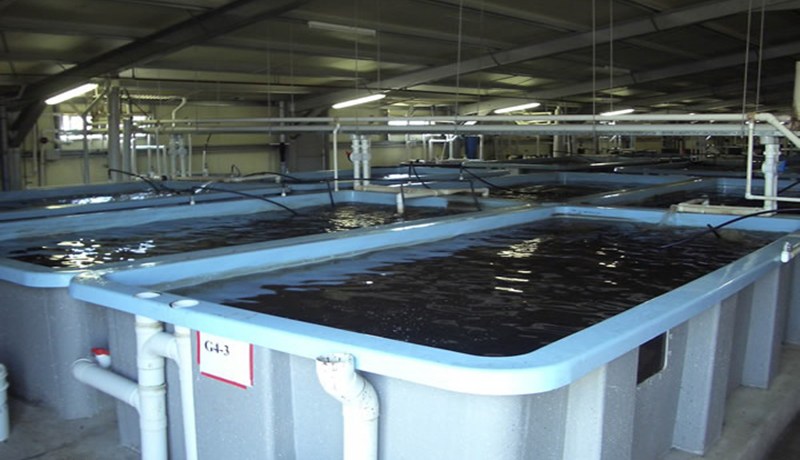 قروض بدون فوائد للإستثمار في تربية المائيات