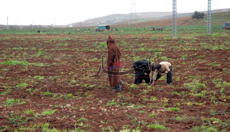 أحكام تصل إلى 20 سجنا ضد شبكة تزوير للاستفادة من قروض الفلاحين في خميس مليانة