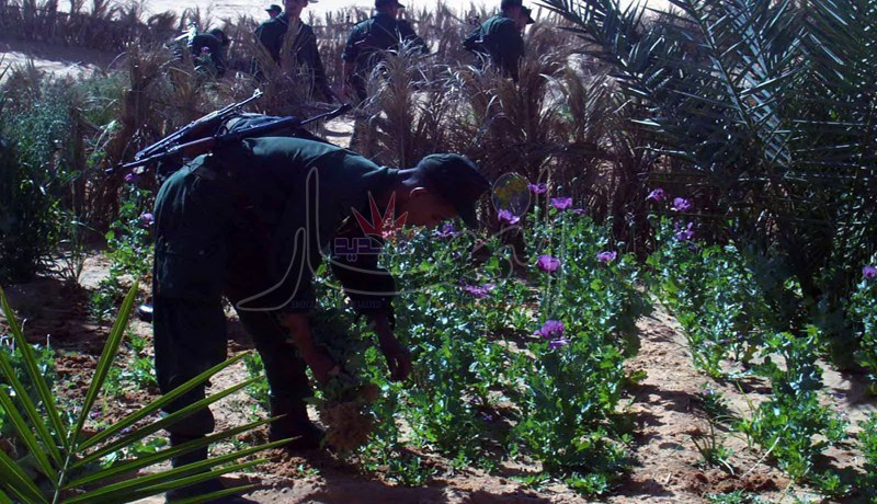 اكتشاف حقل لشجيرات القنب الهندي في المنيعة بغرداية