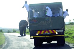 “الخضر” ينجون من هجوم فيل هائج في جنوب إفريقيا