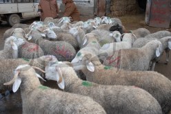 ؟20 ألف أضحية جزائرية هرّبت إلى تونس، ليبيا والمغرب