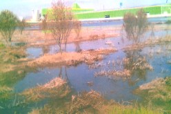 شركة تركية تُغرق أراض فلاحية في السبخة بوهران