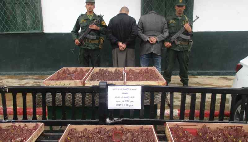 بالصور.. حجز 700 طائر حسون بالسد الثابت في عين الحجر بتلمسان