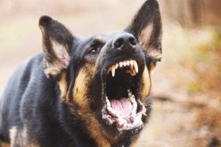الشلف: كلب ضال يهاجم 12 شخصا بالشطية