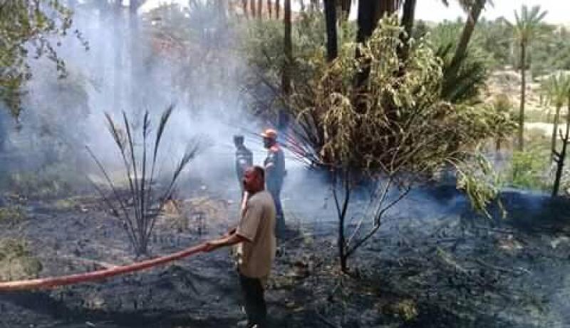 بالصور.. حريق في واحة نخيل بنقرين في تبسة