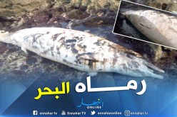 بالصور.. نفوق دلفين بشاطئ ساسل في عين تموشنت