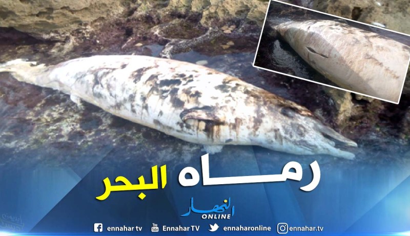 بالصور.. نفوق دلفين بشاطئ ساسل في عين تموشنت