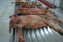 حجز 200 كلغ من اللحوم الحمراء تم ذبحها بطريقة غير شرعية في سوق أهراس