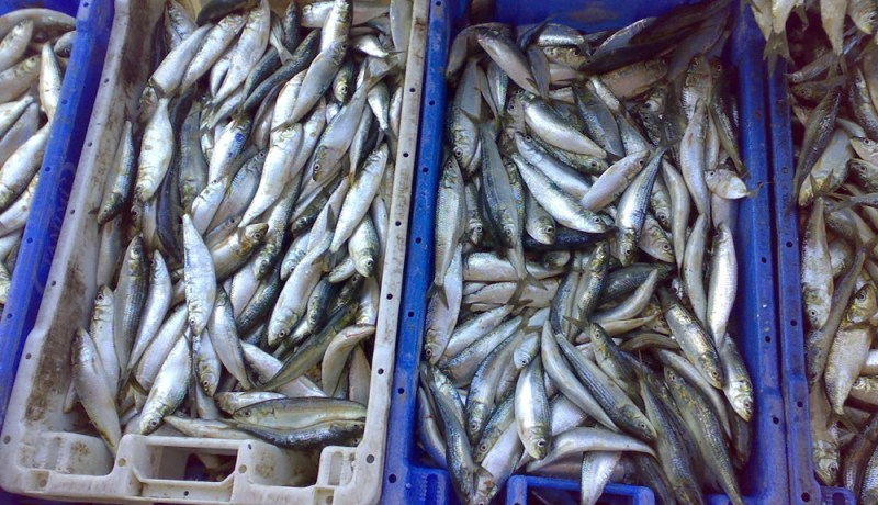حجز 33 صندوق من السردين بميناء الصيد بعنابة
