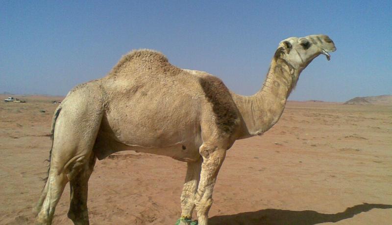 جمل يرفض السيلفي مع شاب سعودي شاهد ردة فعله