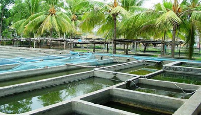 إحصاء 13 ألف حوض لتربية الأسماك