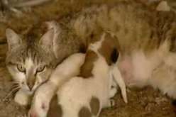 قطة تلد كلبين في الاردنقطة تلد كلبين في الاردن