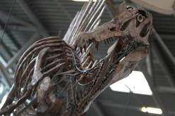 اكتشاف أقدم أنواع الديناصورات عاش منذ 243 مليون سنة