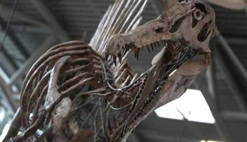 اكتشاف أقدم أنواع الديناصورات عاش منذ 243 مليون سنة