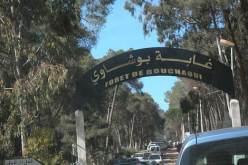 13 مشروعا لحماية الثروة الغابية في العاصمة في آفاق 2029