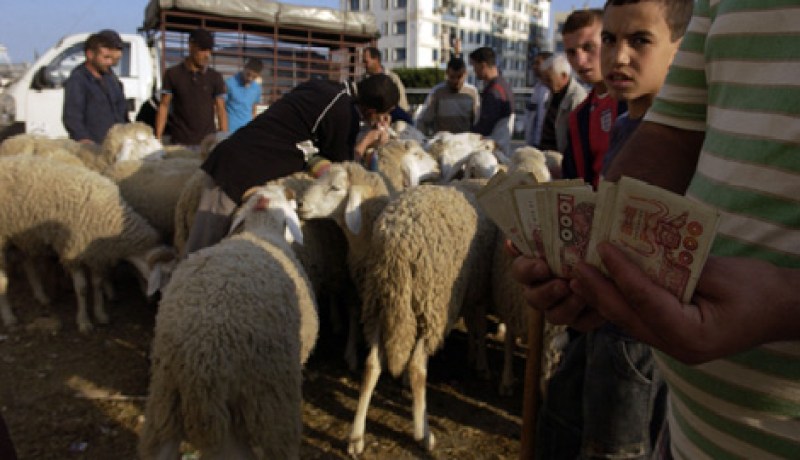 وضع حد لنشاط مجموعة تسرق المواشي في الجلفة