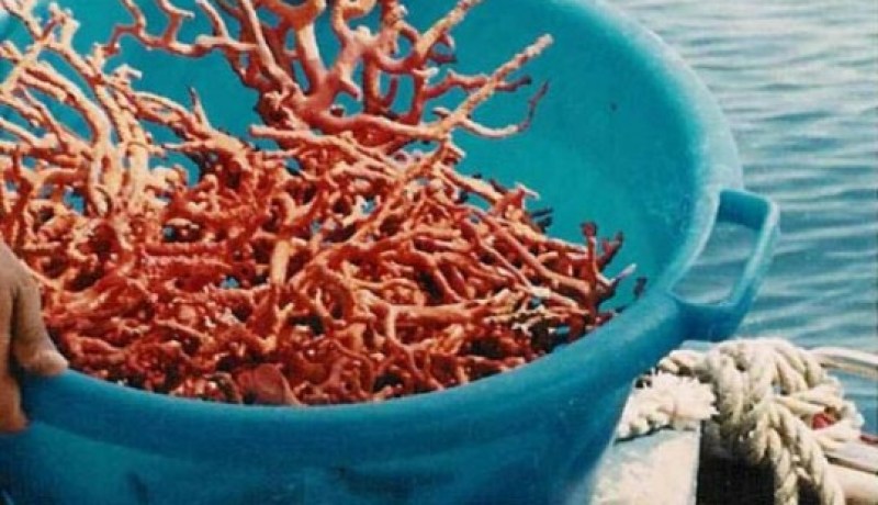 درك عنابة يحجز عتاد يستعمل في نهب المرجان