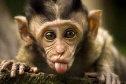 قرد شرس يثير الذعر في السعودية والدفاع المدني يفشل في السيطرة عليه