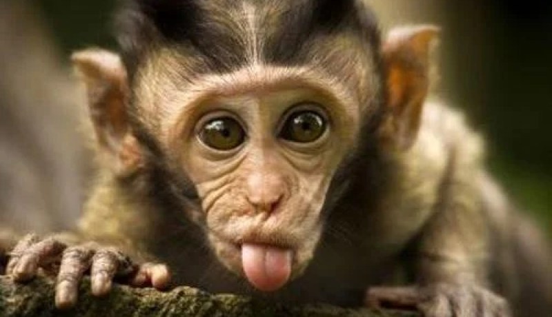 قرد شرس يثير الذعر في السعودية والدفاع المدني يفشل في السيطرة عليه