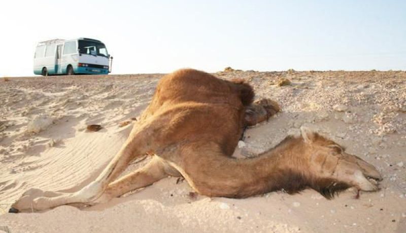 صمت الإدارة.. الشركات الأجنبية تبيد الثورة الحيوانية بالجنوب