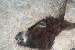 الحمير.. ضحـايا الحملة الانتخابية