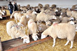 إعادة الدعم لمربي المواشي بـ 1000 دينار للقنطار الواحد