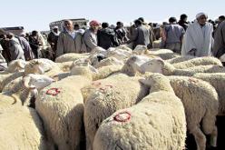 بسكرة : توقيف سارق المواشي بعدة ولايات بسوق بفوغالة