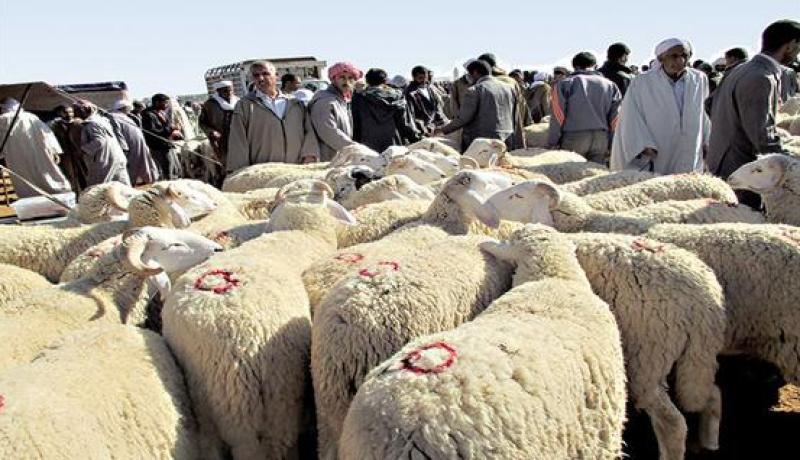 بسكرة : توقيف سارق المواشي بعدة ولايات بسوق بفوغالة