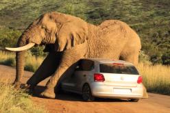 بالفيديو فيل غاضب يسحق سيارة في حديقة بتايلاند