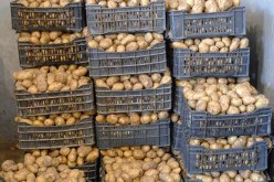 وزارة الفلاحة: هذه نقاط بيع البطاطا في العاصمة بـ 40 دينارا للكلغ