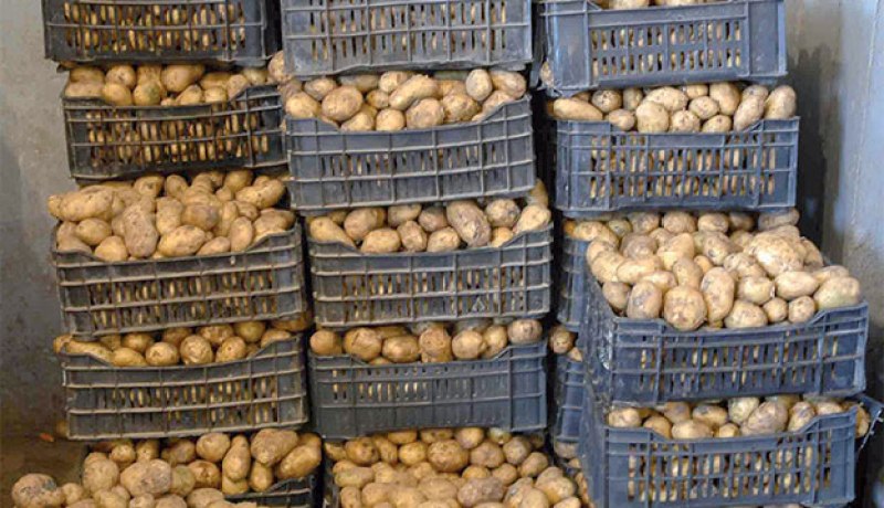 وزارة الفلاحة: هذه نقاط بيع البطاطا في العاصمة بـ 40 دينارا للكلغ