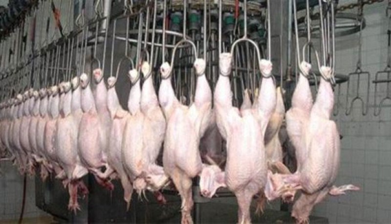 غلق مذبح بسبب تزويده مراكز إطعام مؤطري الباكالوريا بالدجاج الفاسد