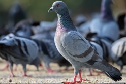 الحمام يجبر بريطانيا على إعلان حالة الطوارئ!