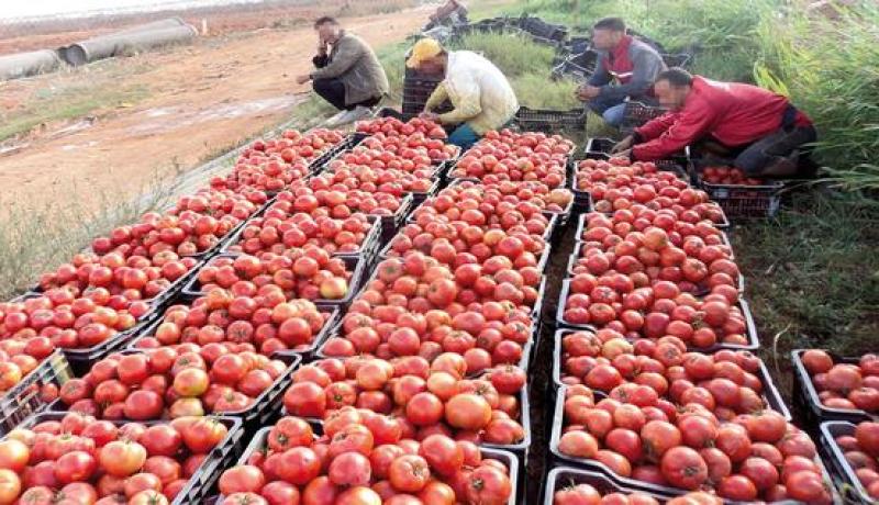 طائرات خاصة لتصدير الطماطم والبطاطا إلى الخارج.. قريبا
