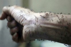 200 ألف جندي برازيلي لمكافحة بعوض  زيكا