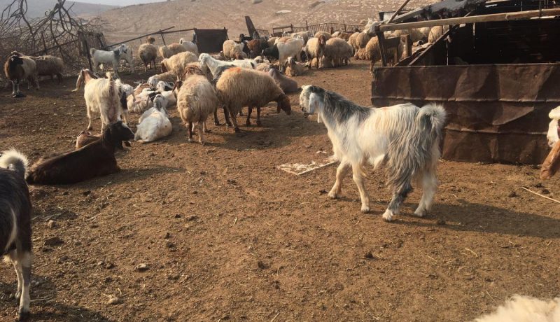 الطاعون يفتك بالعشرات من رؤوس الماعز في تيارت
