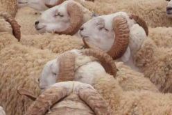 وزارة الفلاحة تقرر : إلغاء رخصة نقل المواشي بين الولايات مؤقتا