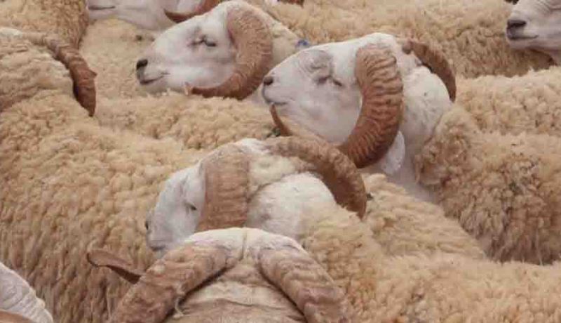 وزارة الفلاحة تقرر : إلغاء رخصة نقل المواشي بين الولايات مؤقتا