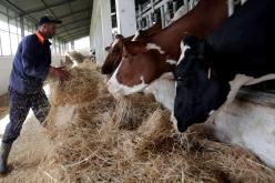 مربّو الأبقار يحتجون أمام مقر مديرية المصالح الفلاحية في خنشلة