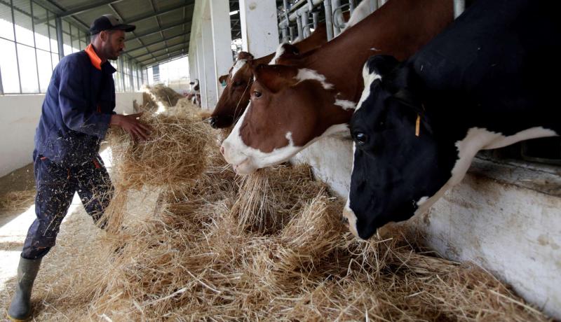 مربّو الأبقار يحتجون أمام مقر مديرية المصالح الفلاحية في خنشلة