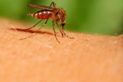 52 حالة وفاة بسبب فيروس غرب النيل بأوروبا