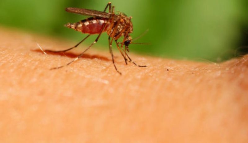 52 حالة وفاة بسبب فيروس غرب النيل بأوروبا