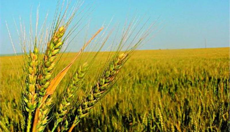 الجزائر تغيّر بنود دفتر الشروط لاقتناء القمح من الأسواق الدولية